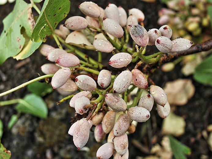 Jak pistácie rostou